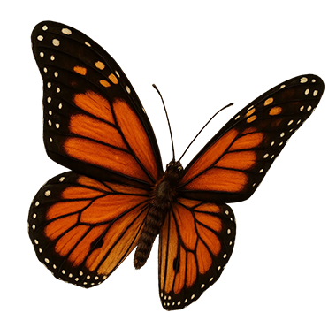 Goulandri butterfly picture