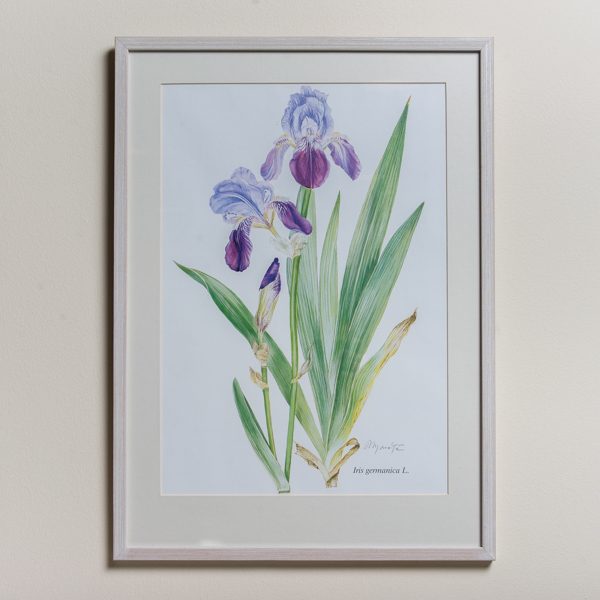 Σχέδιο Νίκης Γουλανδρή ‘Iris germanica’