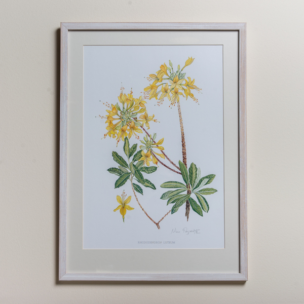 Σχέδιο Νίκης Γουλανδρή ‘Rhododendron luteum’