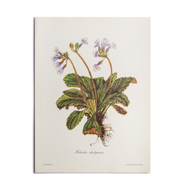Offset – painting by N. Goulandris ‘Haberlea rhodopensis’ (25x35cm)