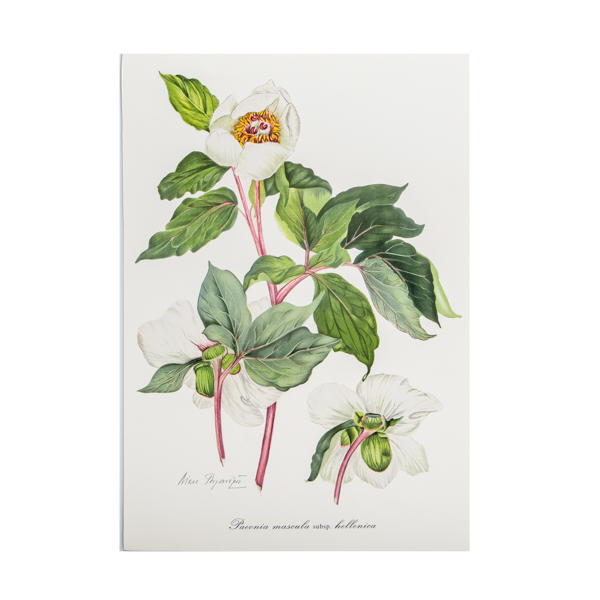 Offset – σχέδιο Ν. Γουλανδρή ‘Paeonia mascula subsp. hellenica’ (39x27εκ)