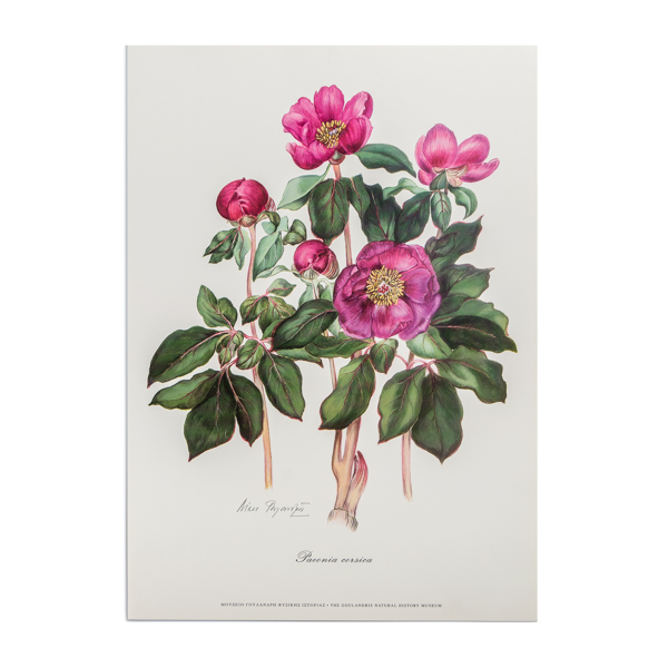 Offset – σχέδιο Ν. Γουλανδρή ‘Paeonia corsica’ (39x27εκ)
