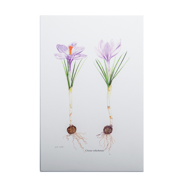 Λιθογραφία με Αγριολούλουδα ‘Crocus veluchensis’ – σχέδιο Ν. Γουλανδρή (25x35εκ)