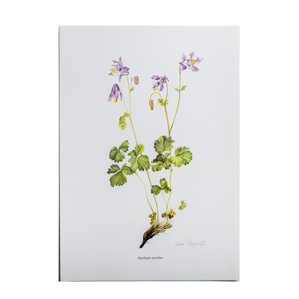 Λιθογραφία με Αγριολούλουδα ‘Aquilegia amaliae’ – σχέδιο Ν. Γουλανδρή (35x50εκ)