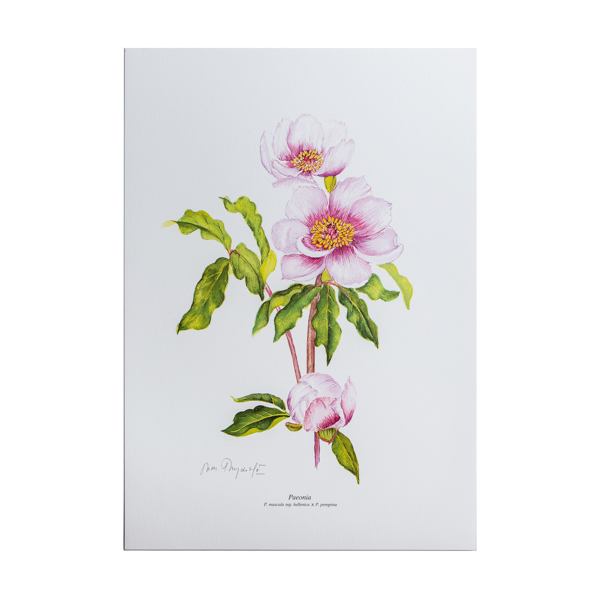Λιθογραφία με Αγριολούλουδα ‘Paeonia mascula’ – σχέδιο Ν. Γουλανδρή (35x50εκ)