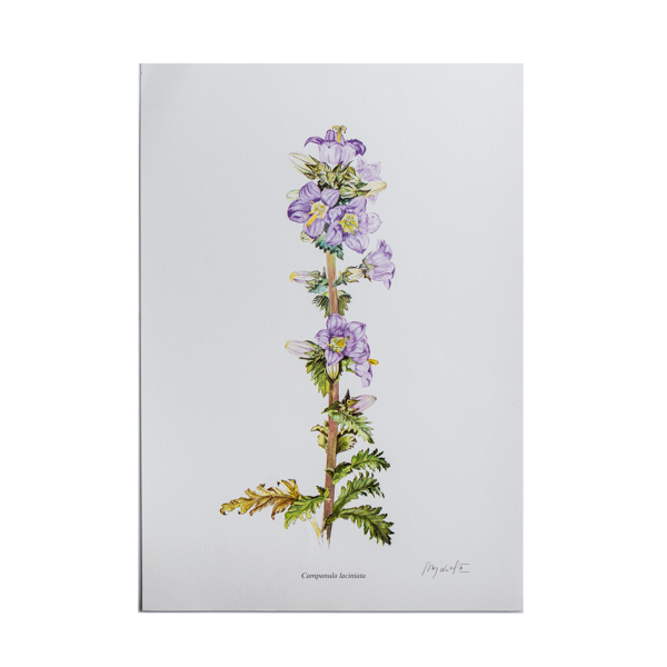 Λιθογραφία με Αγριολούλουδα ‘Campanula laciniata’ – σχέδιο Ν. Γουλανδρή (35x50εκ)