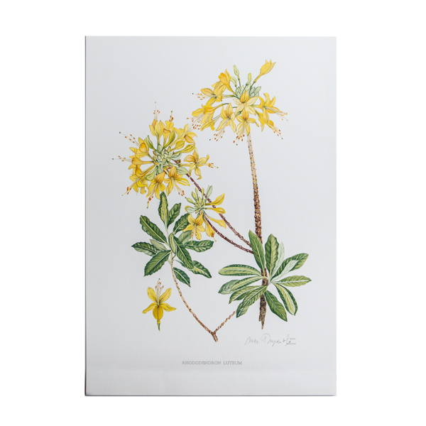 Λιθογραφία με Αγριολούλουδα ‘Rhododendron luteum’ – σχέδιο Ν. Γουλανδρή (35x50εκ)