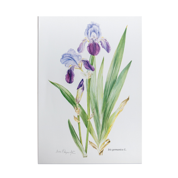 Λιθογραφία με Αγριολούλουδα ‘Iris germanica’ – σχέδιο Ν. Γουλανδρή (35x50εκ)