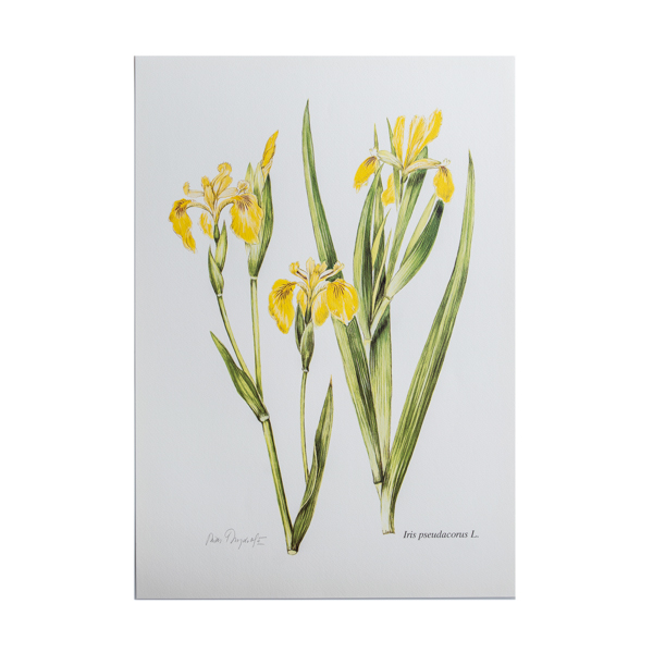 Λιθογραφία με Αγριολούλουδα ‘Iris pseudacorus’ – σχέδιο Ν. Γουλανδρή (35x50εκ)