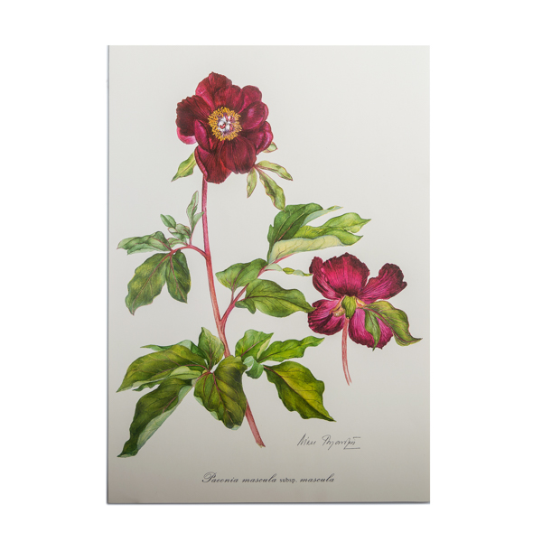 Offset – σχέδιο Ν. Γουλανδρή ‘Paeonia mascula subsp. mascula’ (39x27εκ)