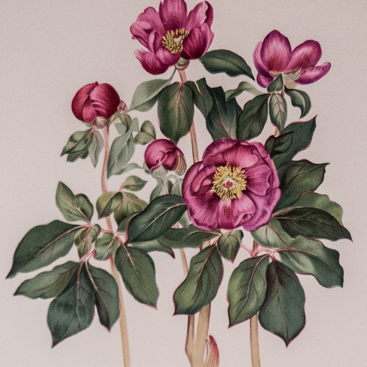 Botanical Painting image